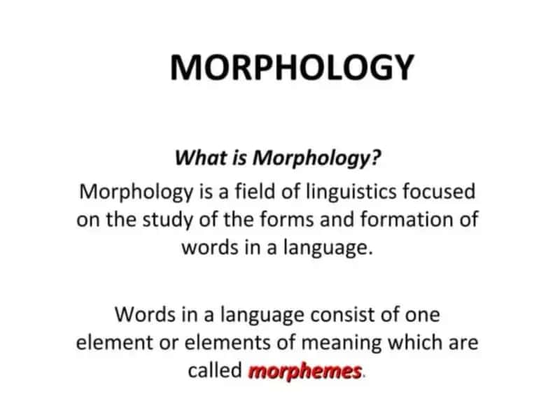 Morphology