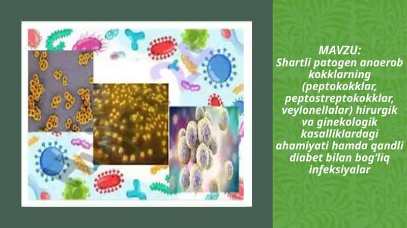 Shartli patogen anaerob kokklarning (peptokokklar, peptostreptokokklar, veylonellalar) hirurgik va ginekologik kasalliklardagi ahamiyati hamda qandli diabet bilan bog‘liq infeksiyalar