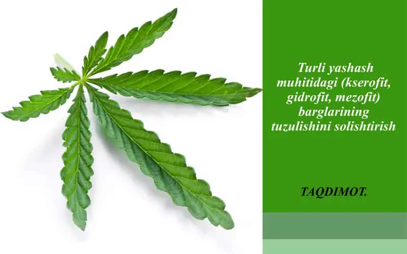 Turliyashashmuhitidagi(kserofit,gidrofit,mezofit)barglariningtuzulishinisolishtirish