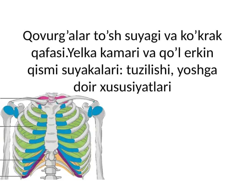Qovurg’alar to’sh suyagi va ko’krak qafasi.Yelka kamari va qo’l erkin qismi suyakalari: tuzilishi, yoshga doir xususiyatlari