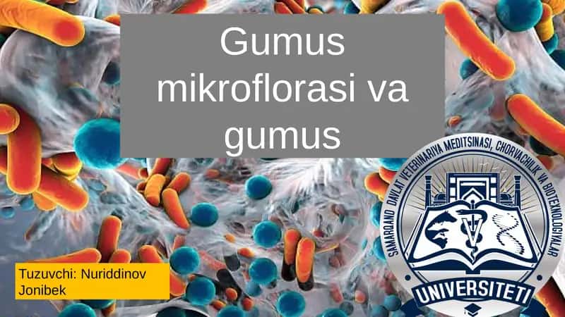 Gumus Mikroflorasi va Gumus: Tuproq Unumdorligining Asosiy Omili