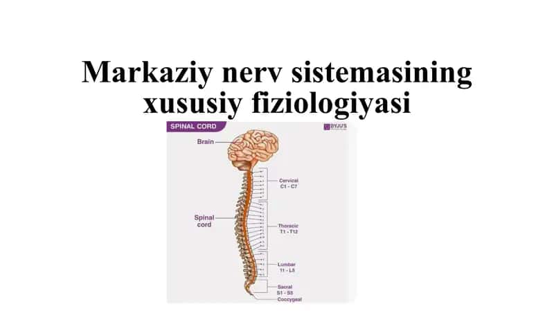 Nerv tizimining xususiy fiziologiyasi