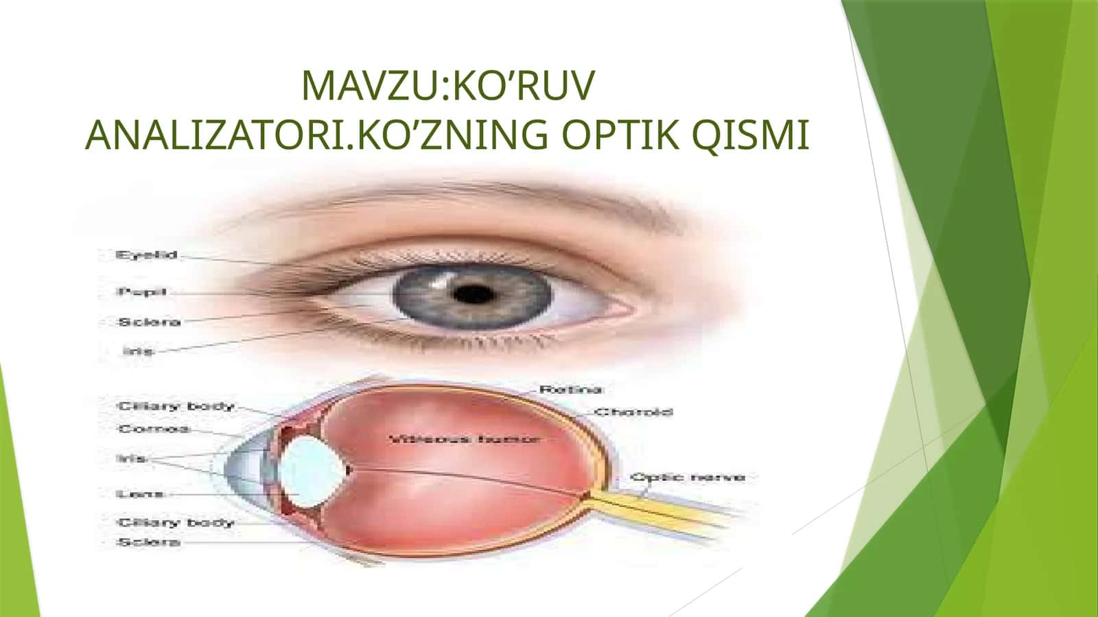 KO’RUV ANALIZATORI.KO’ZNING OPTIK QISMI