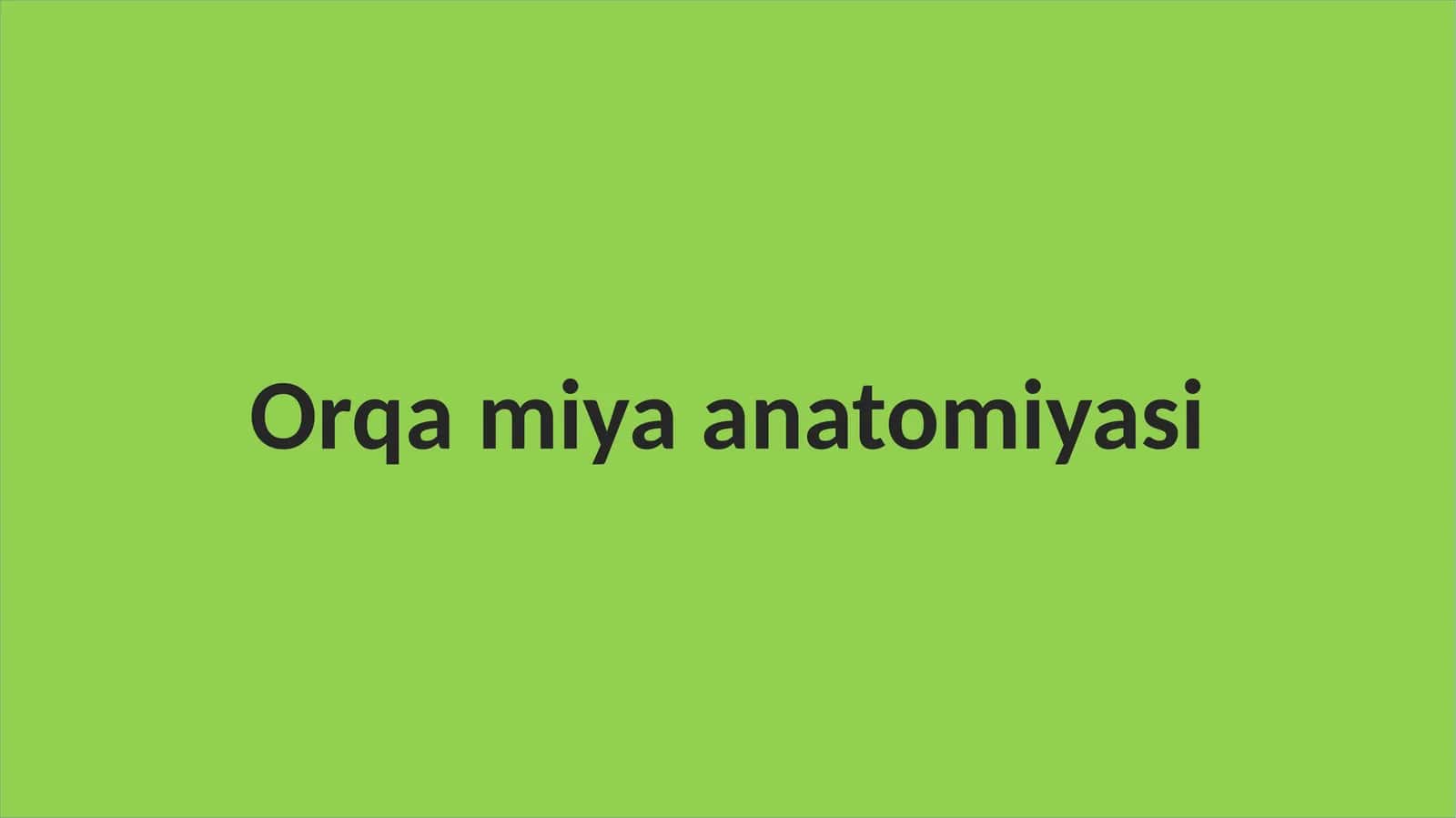 Orqa miya anatomiyasi