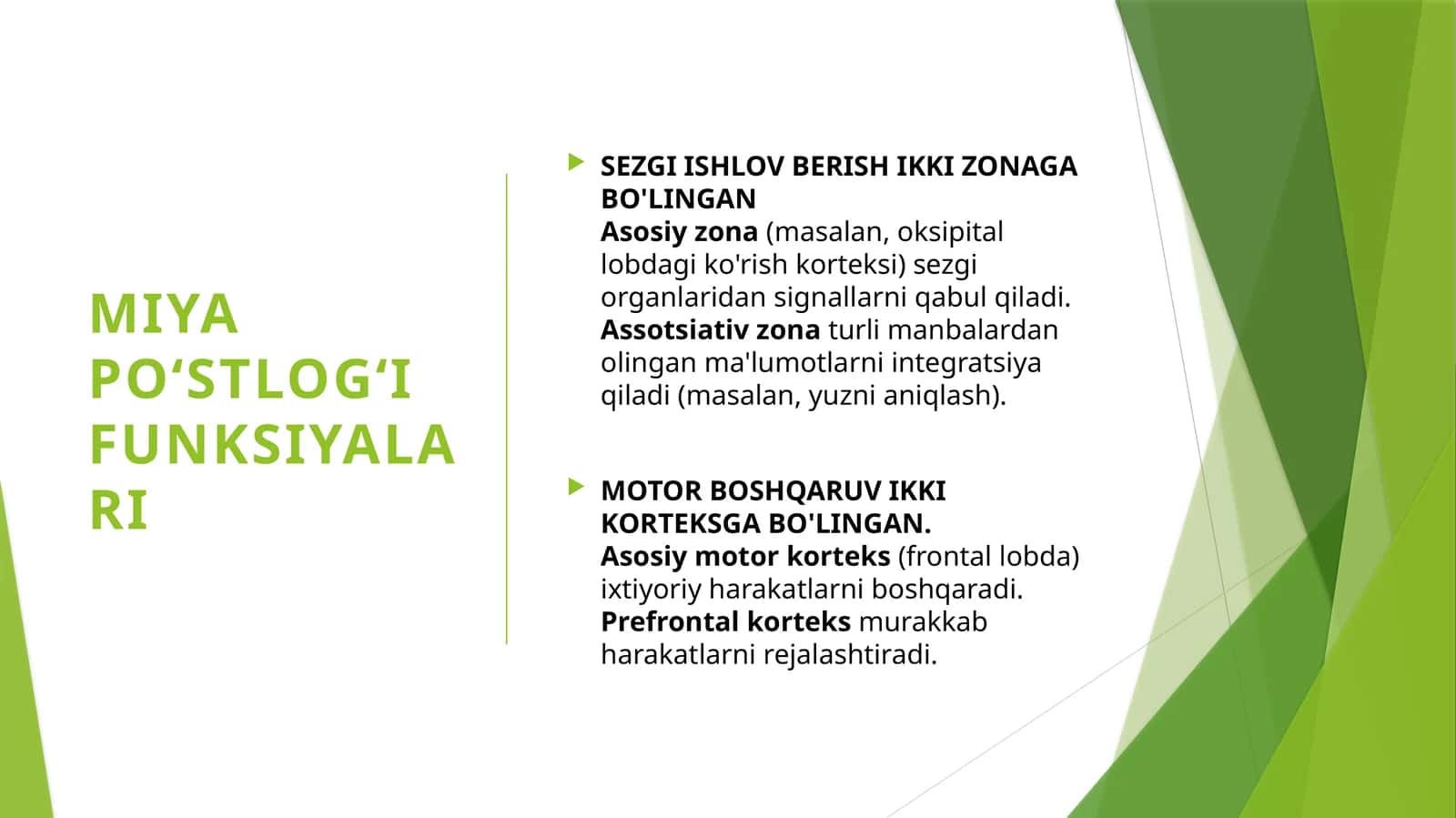 Miya yarimsharlari po'stlog'i