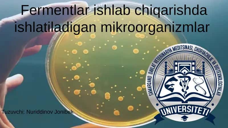 Fermentlar ajratishda ishtirok etuvchi mikroorganizmlar biologiyasi