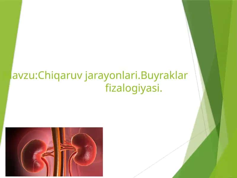 Buyrak fiziologiyasi
