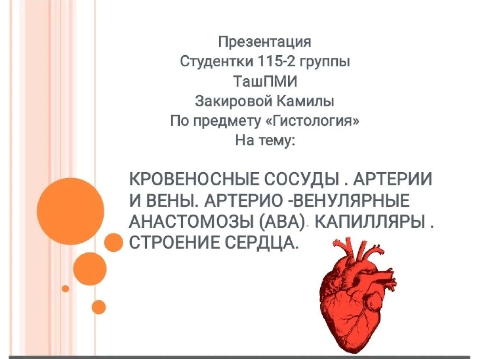 Сердечно-сосудистая система