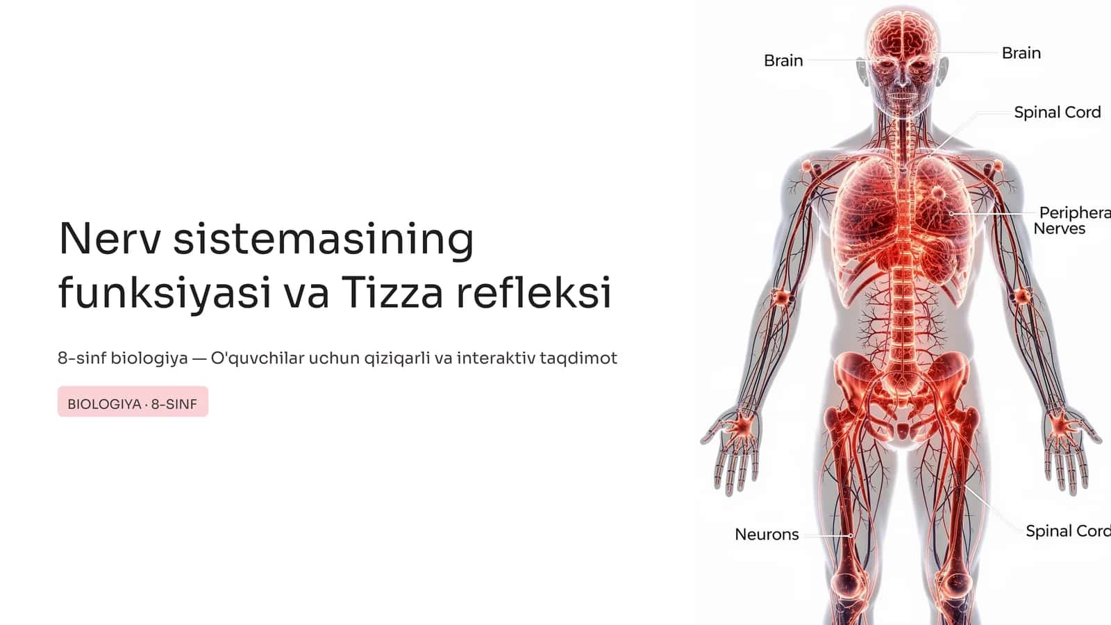 Nerv sistemasining funksiyasi va Tizza refleksi