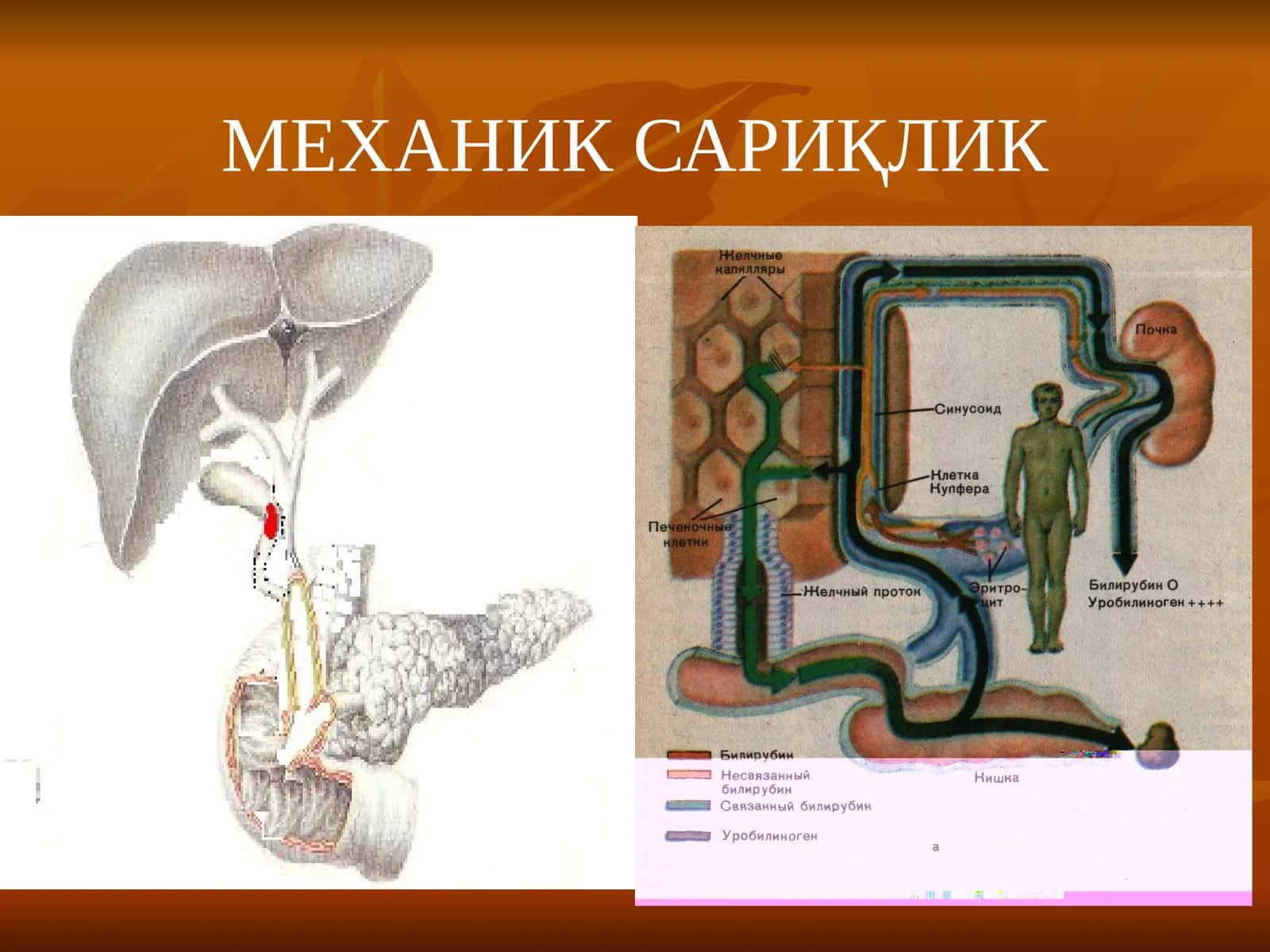 МЕХАНИК САРИҚЛИК