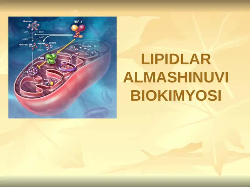 LIPIDLAR ALMASHINUVI BIOKIMYOSI