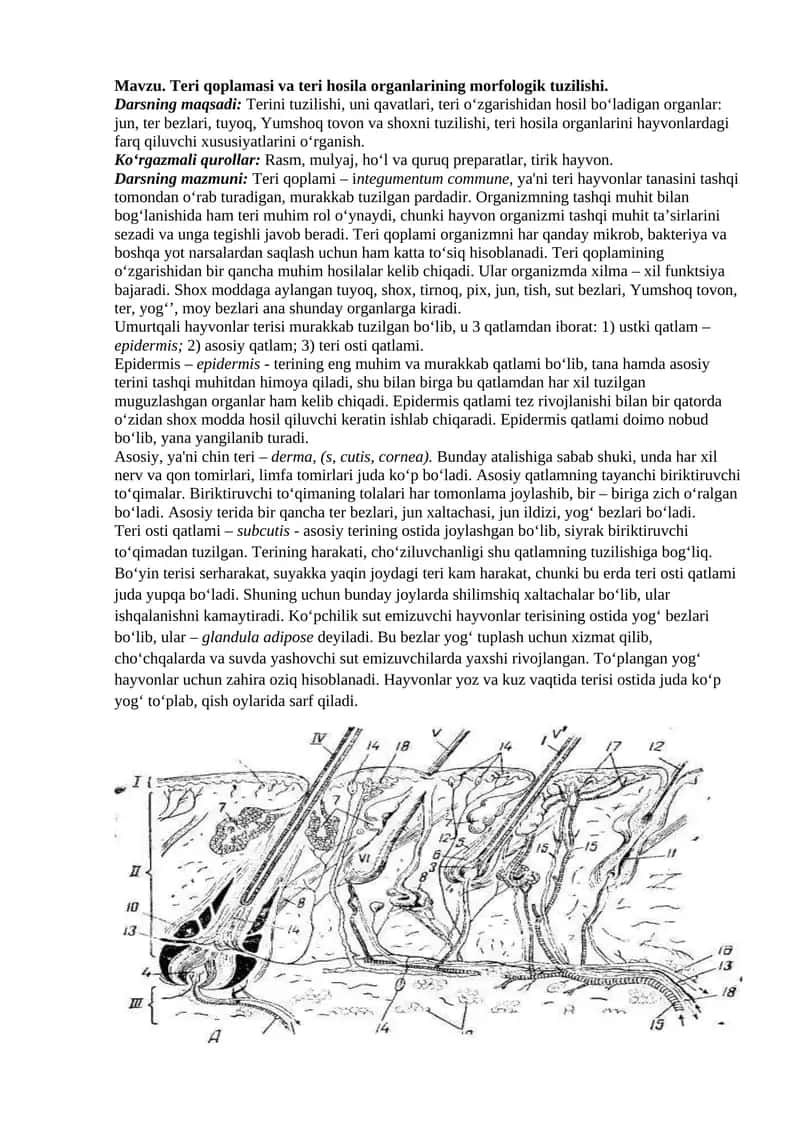 Teri qoplamasi va teri hosila organlarining morfologik tuzilishi