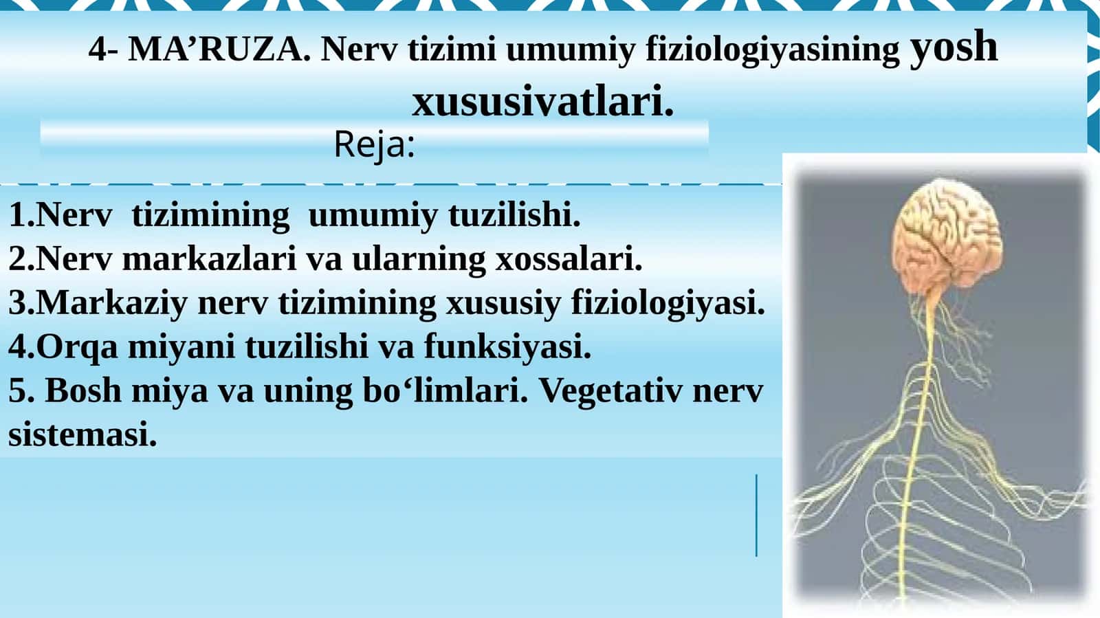 4-MA’RUZA.Nerv tizimi umumiy fiziologiyasining yosh xususiyatlari