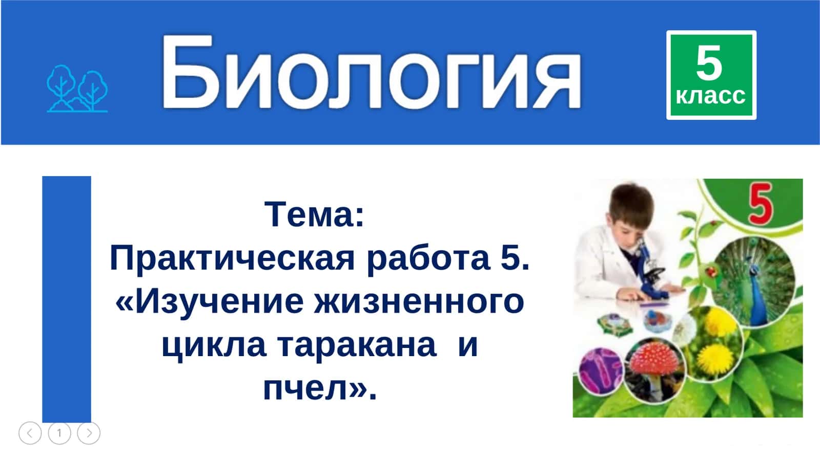 Жизненный цикл таракана