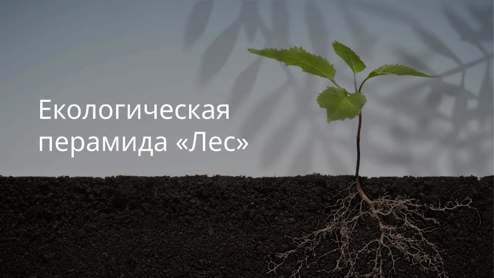 Екологическая перамида «Лес»