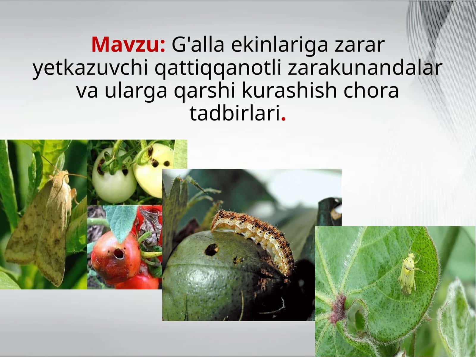 G'alla ekinlariga zarar yetkazuvchi qattiqqanotli zarakunandalar va ularga qarshi kurashish chora tadbirlari