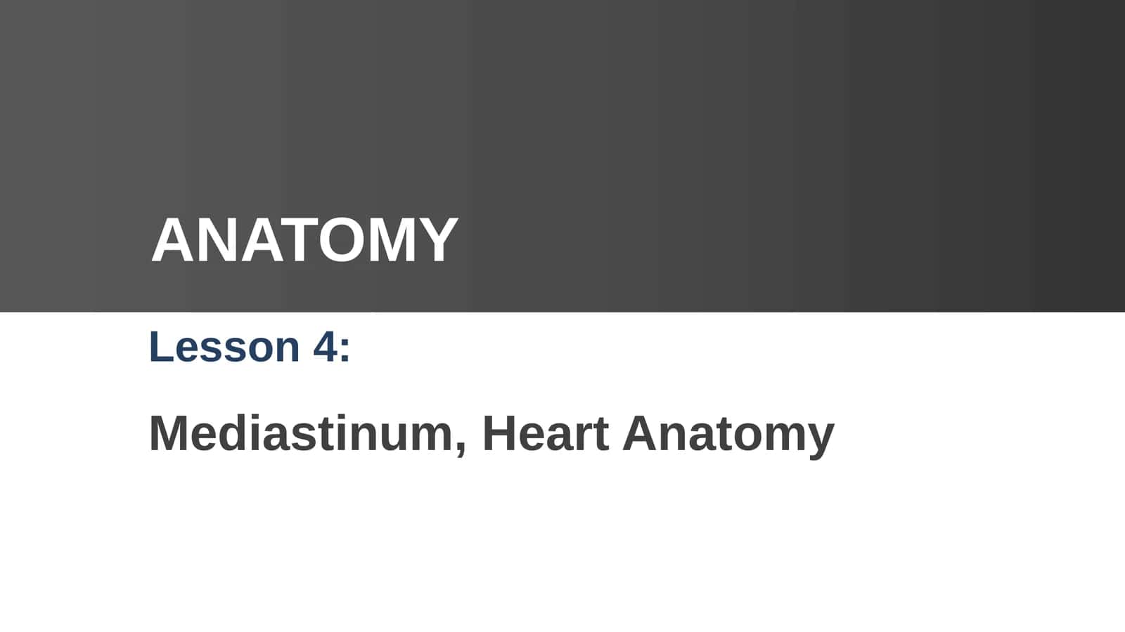Mediastinum, Heart Anatomy