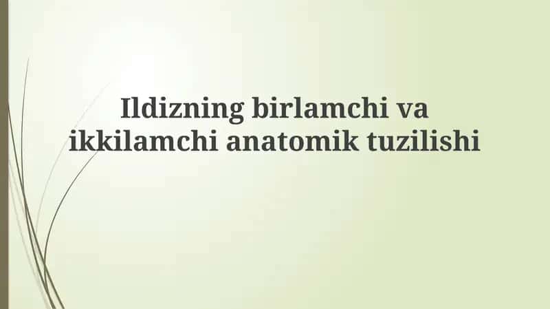 Ildizning birlamchi anatomik tuzilishi