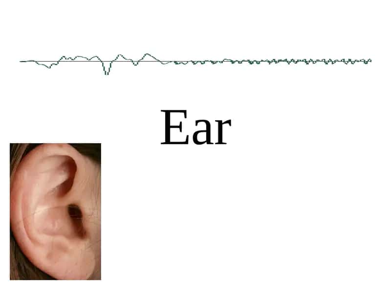 Ear