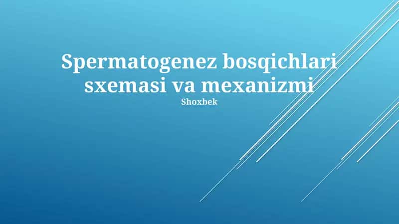 Spermatogenez bosqichlari sxemasi va mexanizmi