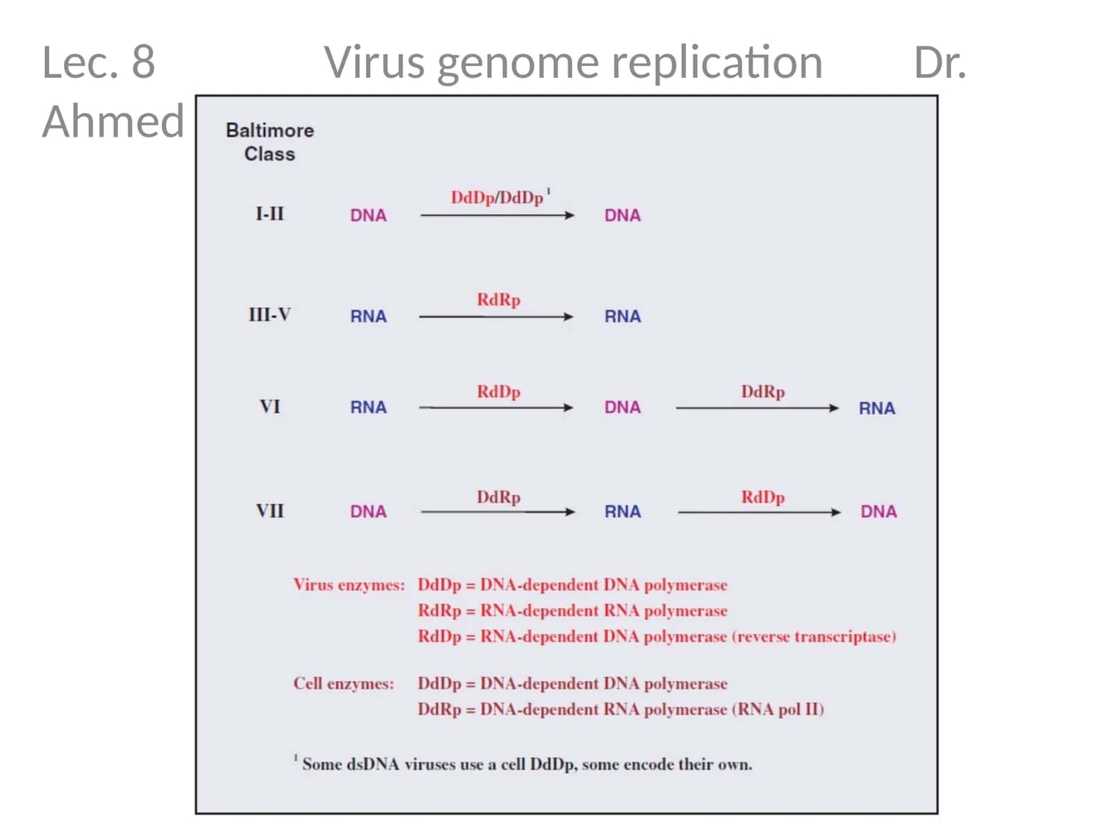 Lec. 8 Virus genome replication Dr. Ahmed K. Ali