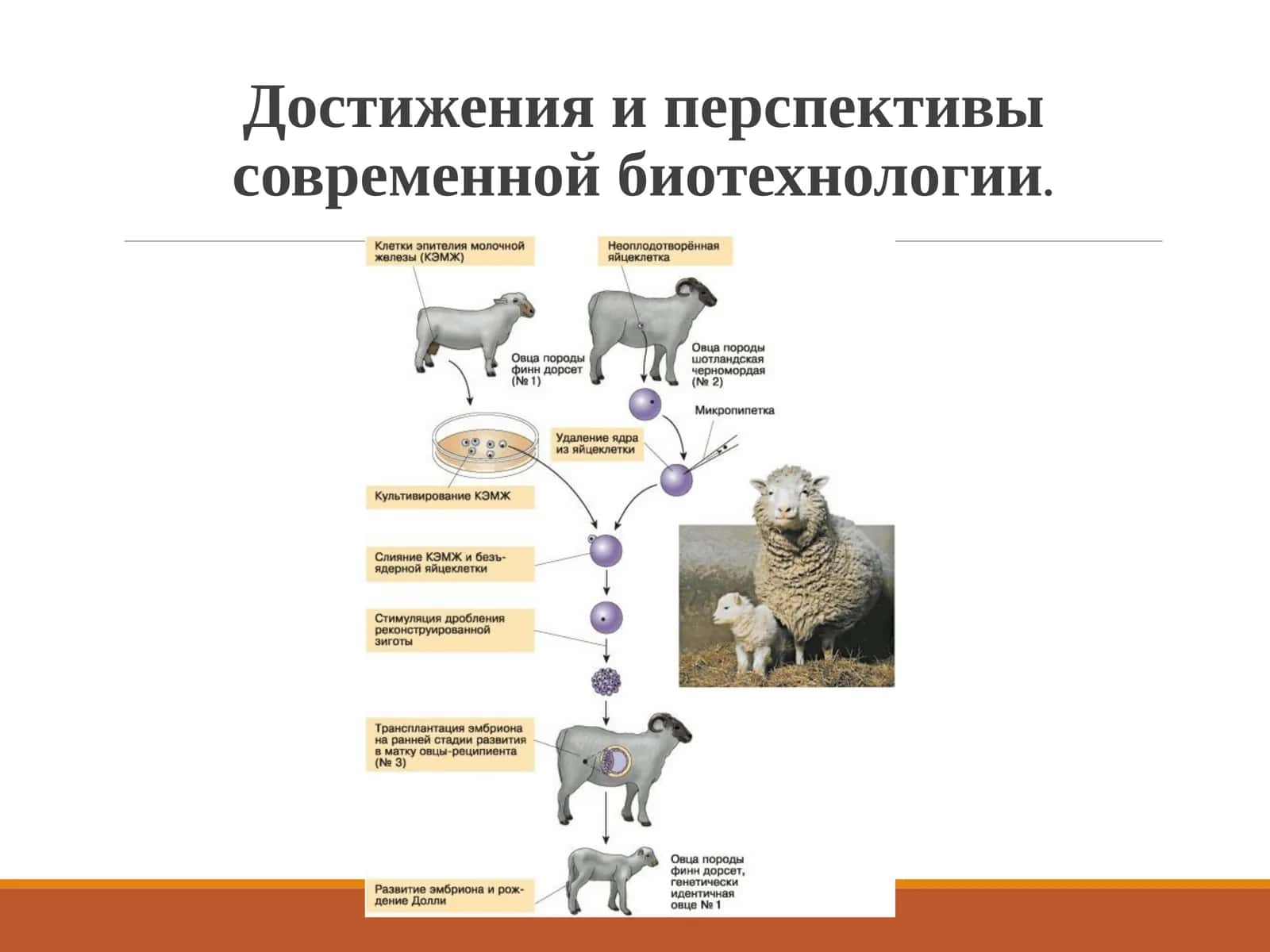 Достижения и перспективы современной биотехнологии.