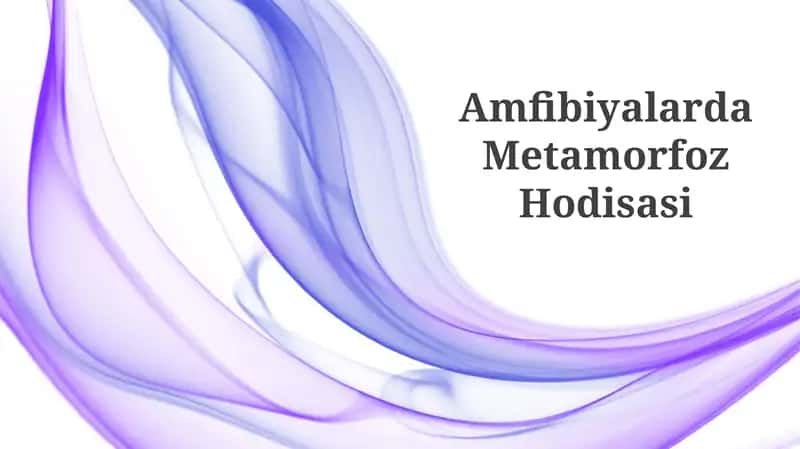 Amfibiyalarda Metamorfoz Hodisasi
