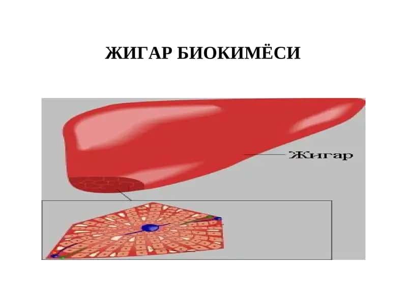 ЖИГАР БИОКИМЁСИ.
