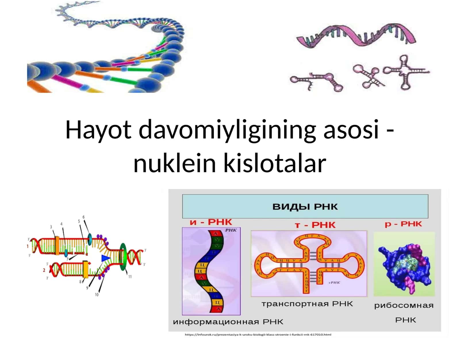 Nukleinkislotalar