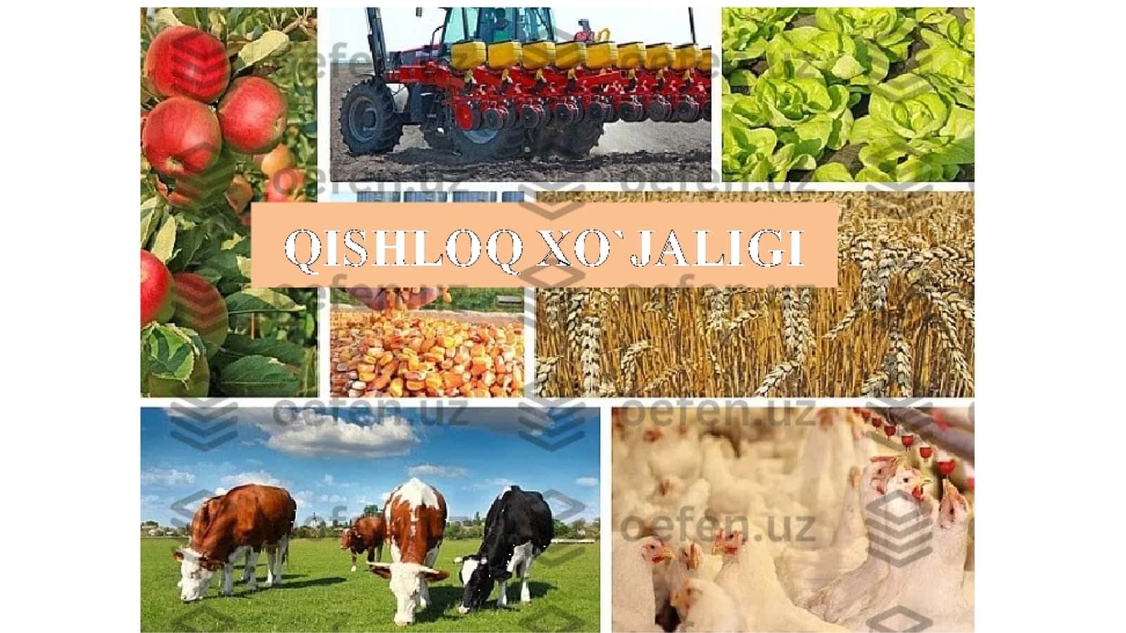 Qishloqxo‘jaligi mahsulotlari