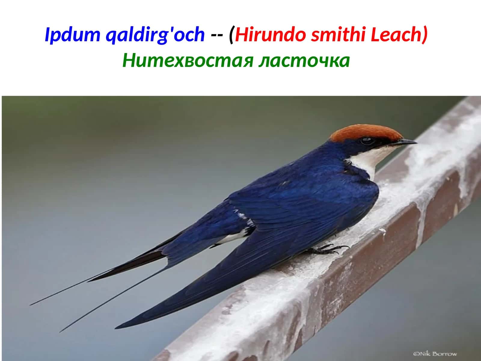 Ipdumqaldirg'och--(HirundosmithiLeach)
