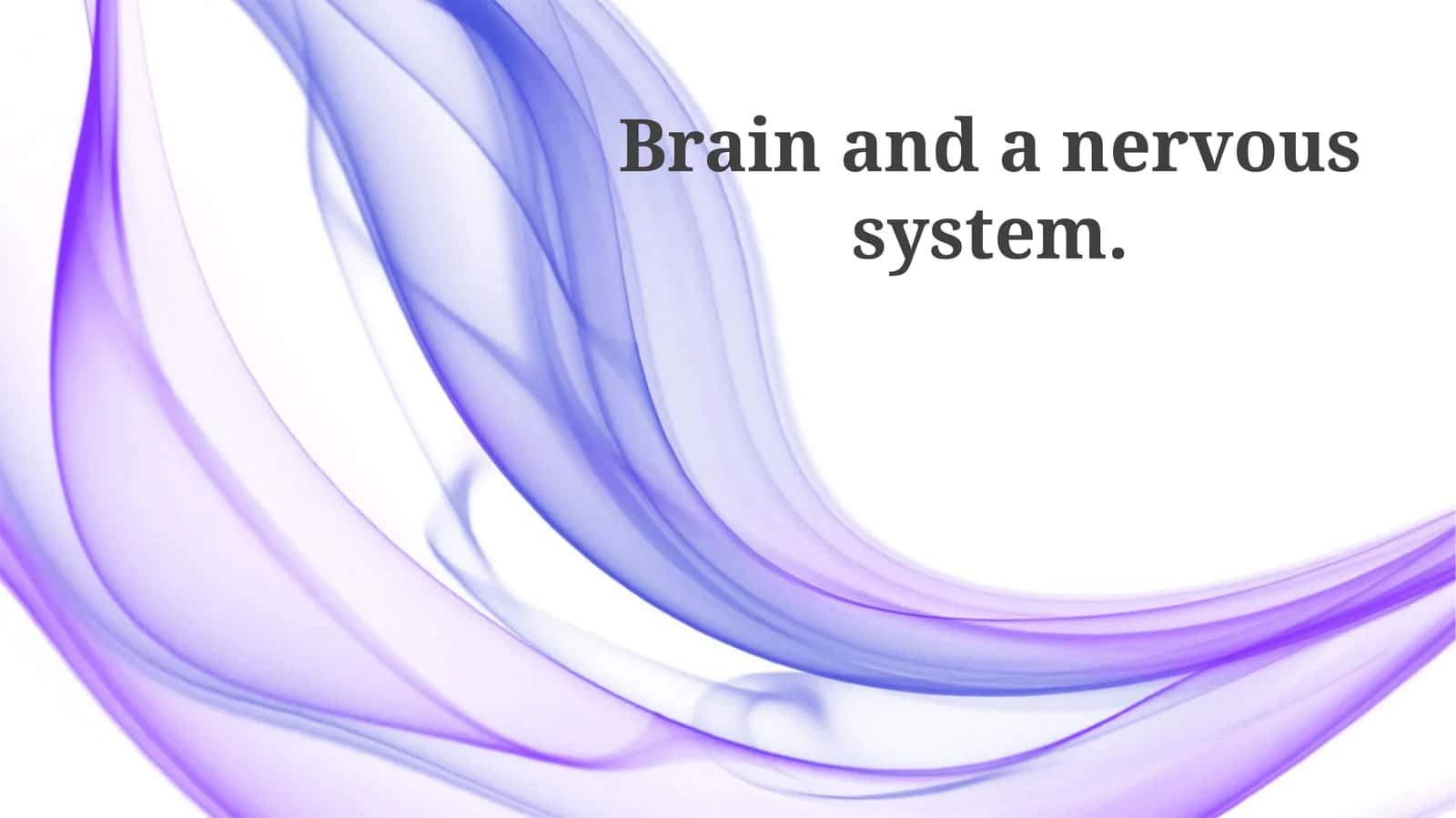 The Brain's Structure and Function