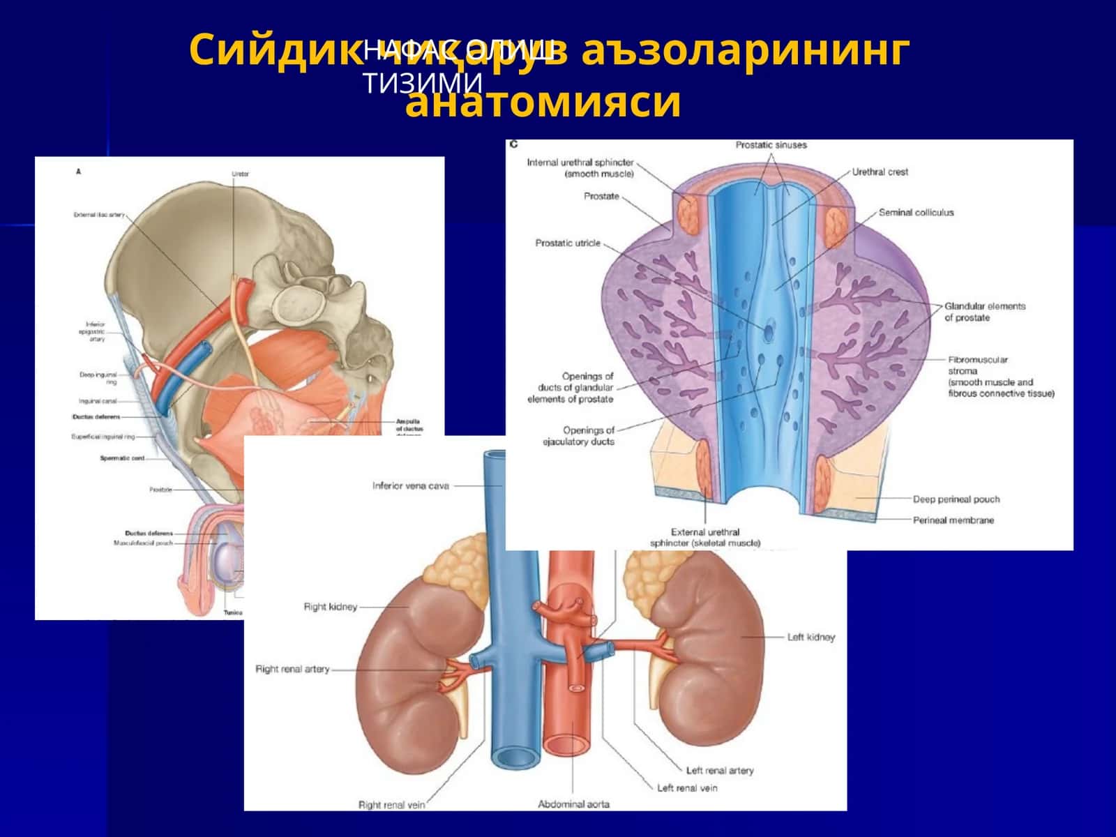 Сийдик чиқарув аъзоларининг анатомияси