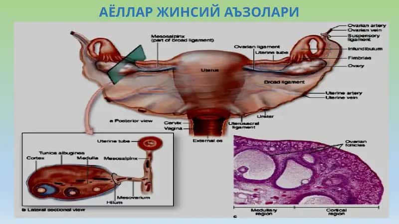 АЁЛЛАР ЖИНСИЙ АЪЗОЛАРИ