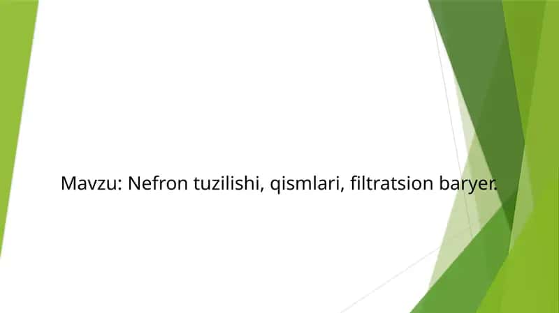 Nefron tuzilishi, qismlari, filtratsion baryer.