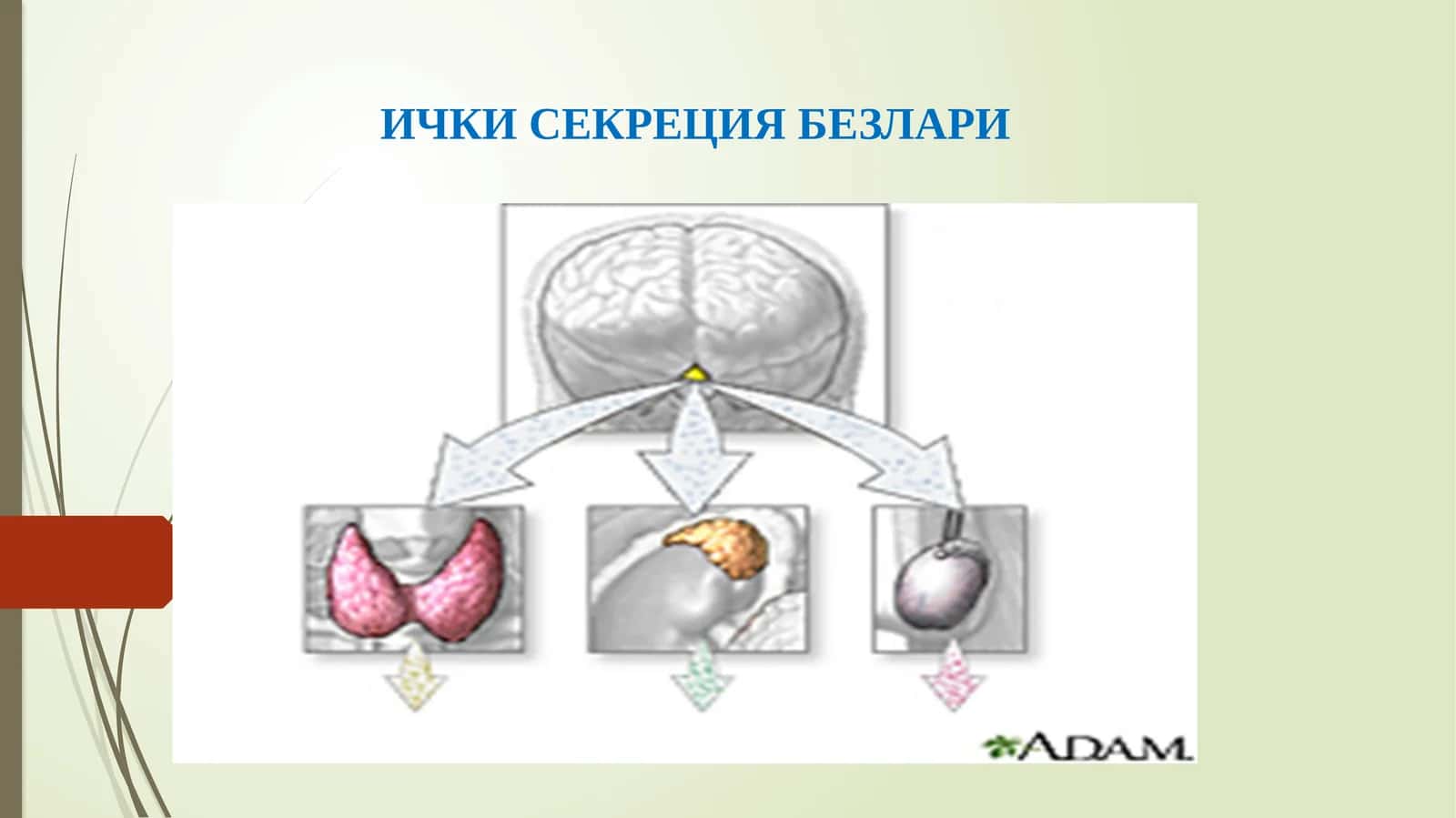 ЭНДОКРИН БЕЗЛАРИ