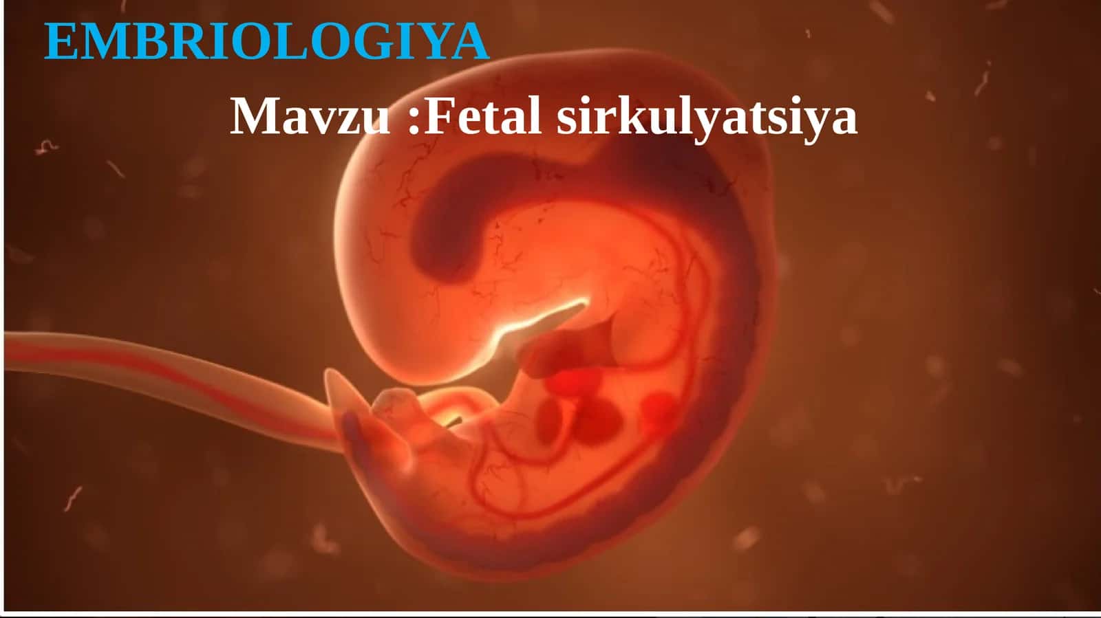 Fetal sirkulyatsiya