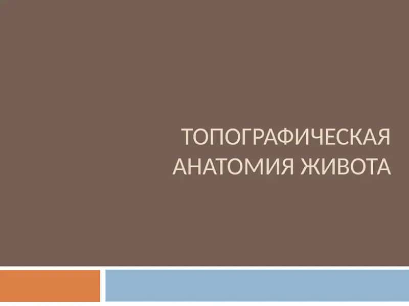 ТОПОГРАФИЧЕСКАЯ АНАТОМИЯ ЖИВОТА