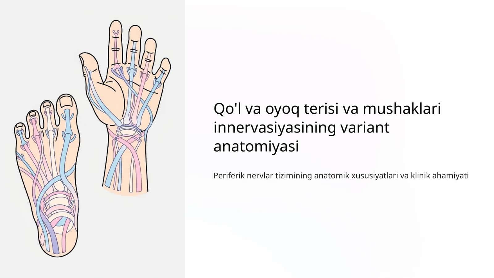 Qo'l va oyoq terisi va mushaklari innervasiyasining variant anatomiyasi