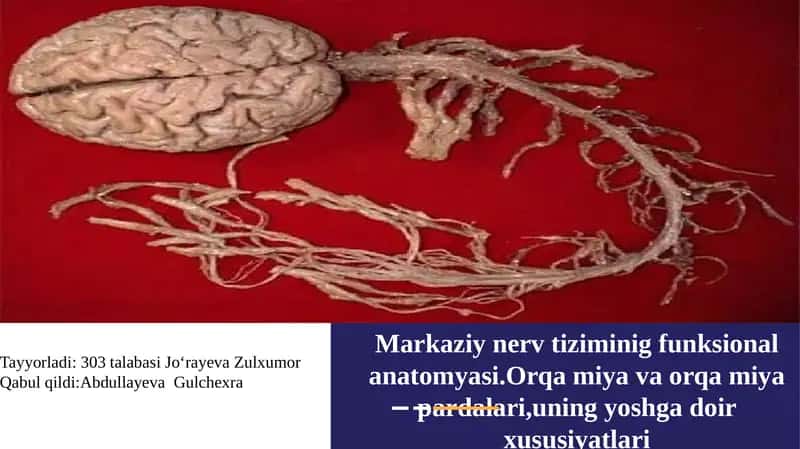 Markazi nervtizimining funksional anatomiyasi