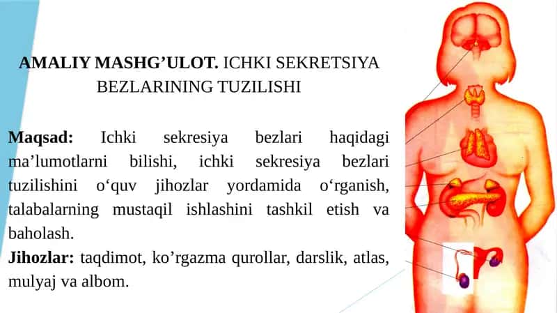 ICHKI SEKRETSIYA BEZLARINING TUZILISHI