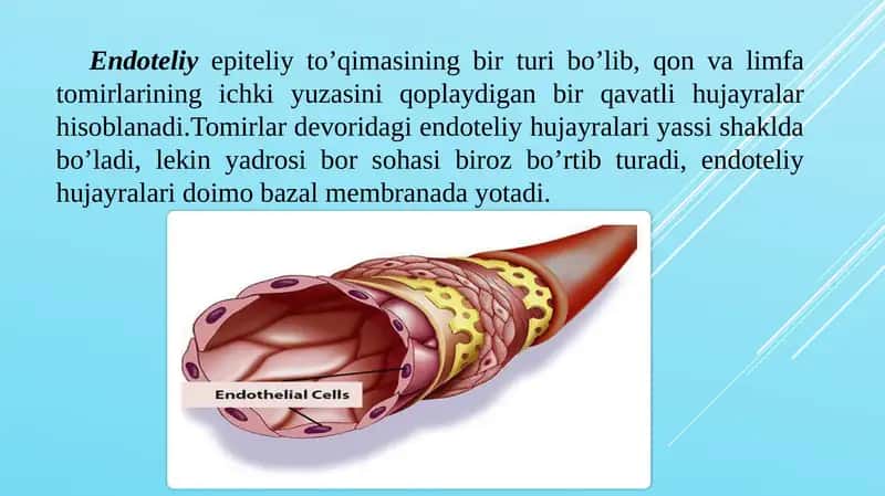 “Qon tomir endoteliyasining tuzilishi va funksiyalari”