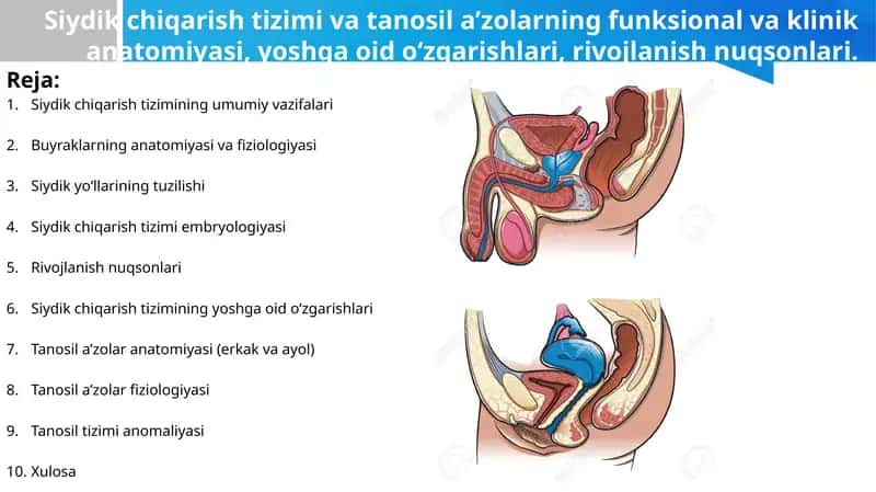 Siydik chiqarish tizimi va tanosil a’zolarning funksional va klinik anatomiyasi, yoshga oid o‘zgarishlari, rivojlanish nuqsonlari.