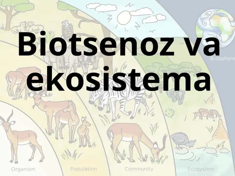 Biotsenoz va ekosistema