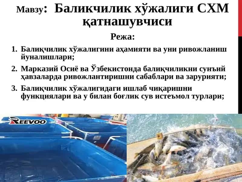 Баликчилик хўжалиги СХМ қатнашувчиси