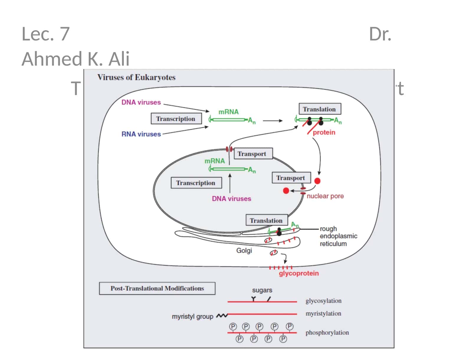 Lec. 7 Dr. Ahmed K. Ali
