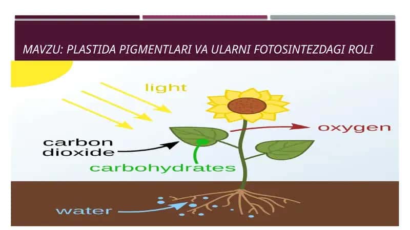 PlasTida pigmentlari va Ularni fotosintezdagi roli