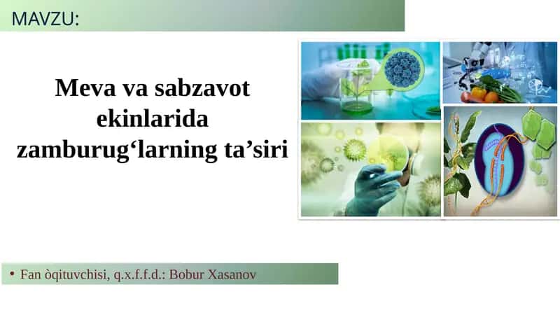Meva va sabzavot ekinlarida zamburugʻlarning ta’siri