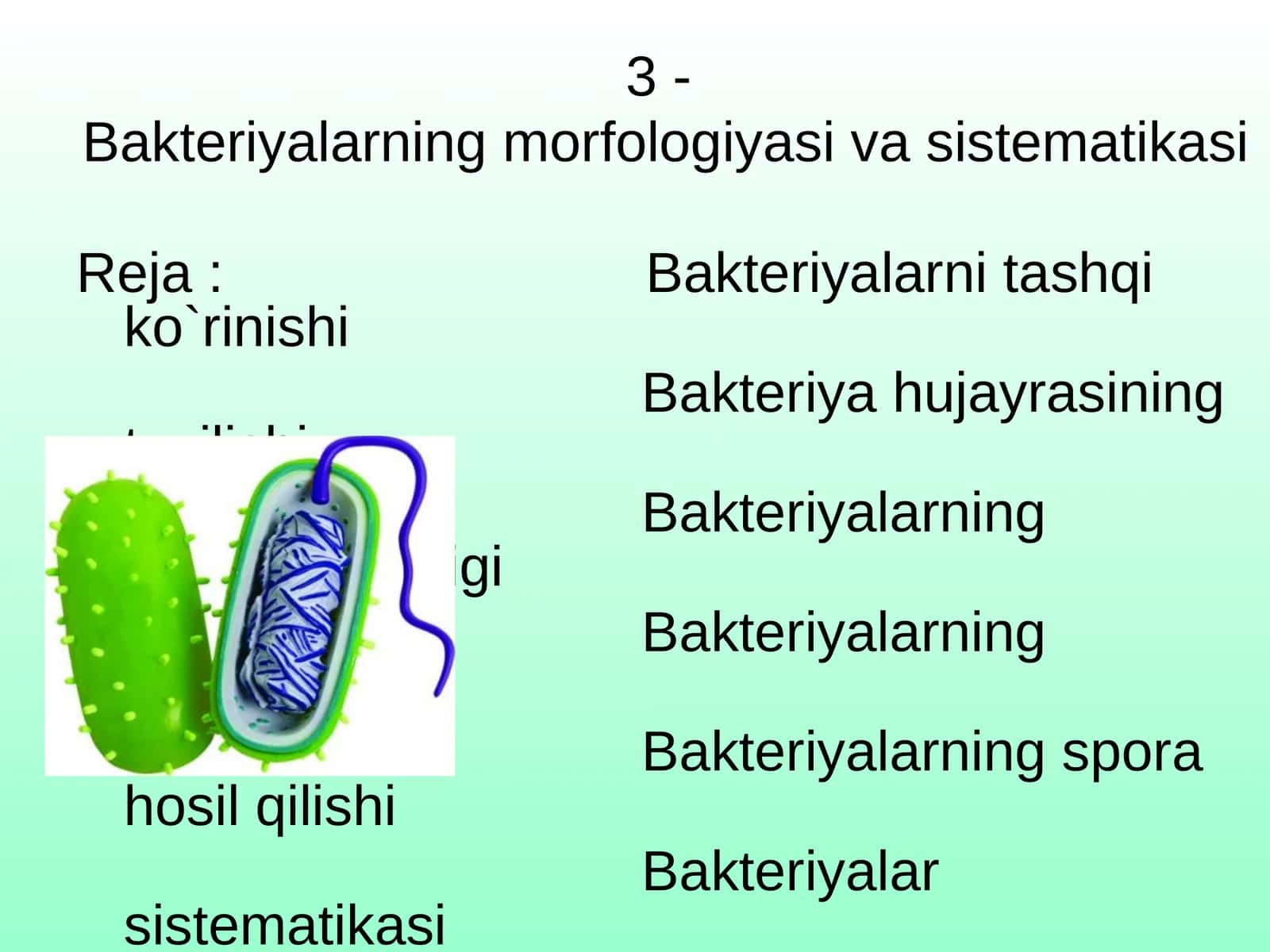 Bakteriyalarning morfologiyasi va sistematikasi
