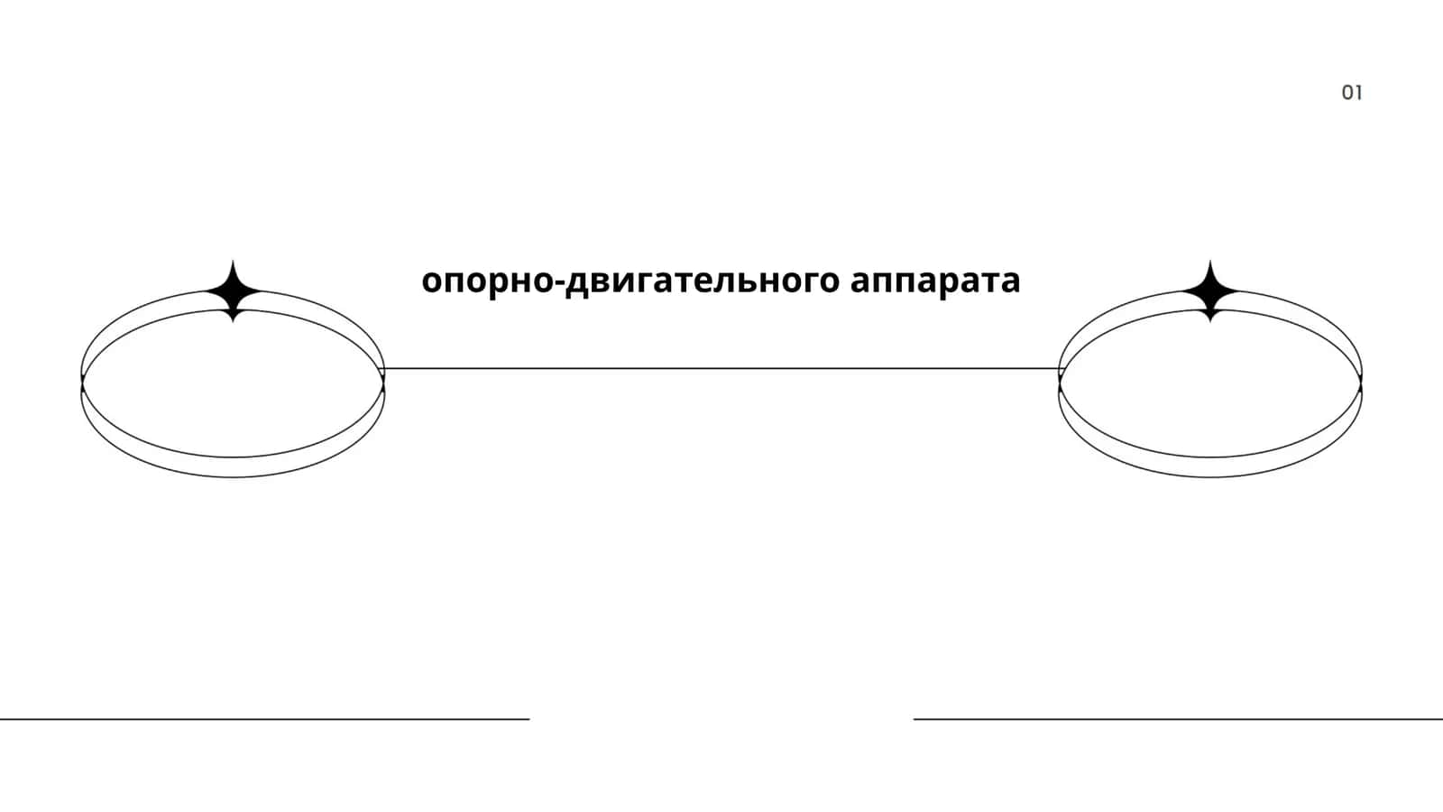 Строение и функции скелета человека
